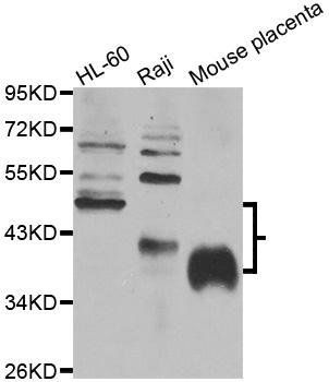 FCGR2B antibody