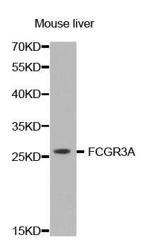 FCGR3A antibody