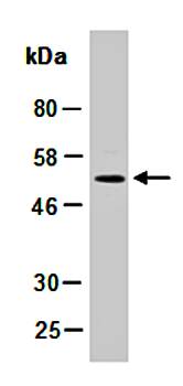 FCGR3B (N) Antibody, Rabbit Polyclonal