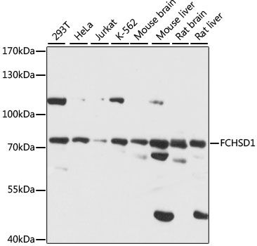 FCHSD1 antibody
