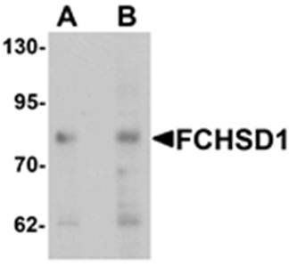 FCHSD1 Antibody