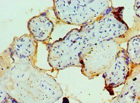 FCMR Antibody