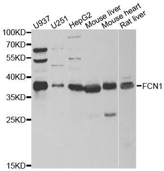 FCN1 antibody