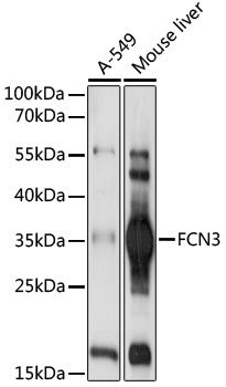 FCN3 antibody