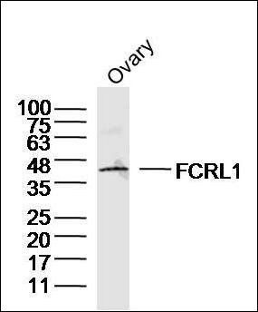 FCRL1 antibody