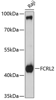 FCRL2 antibody