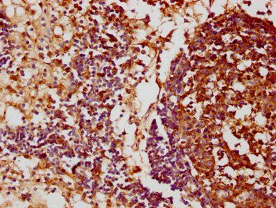 FCRL3 Antibody
