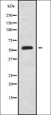 FCRL4 antibody