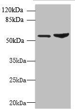 FCRL4 antibody