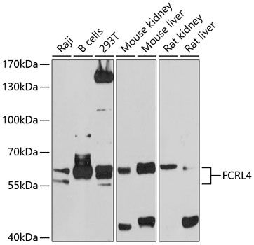 FCRL4 antibody
