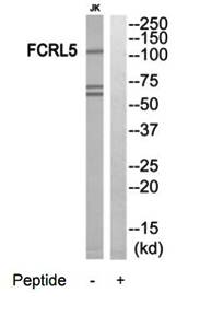FCRL5 antibody