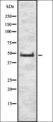 FDFT1 antibody