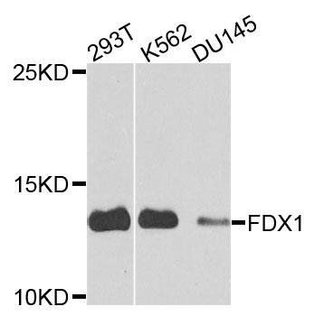 FDX1 antibody