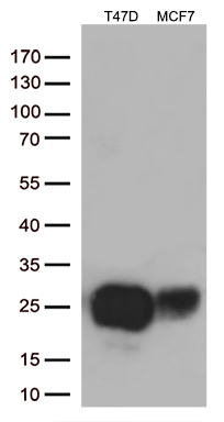 FE65 (APBB1) antibody
