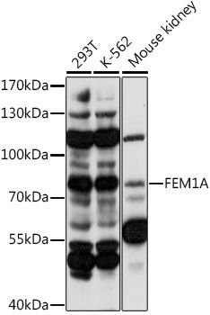 FEM1A antibody