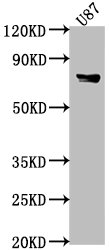 FEM1B antibody