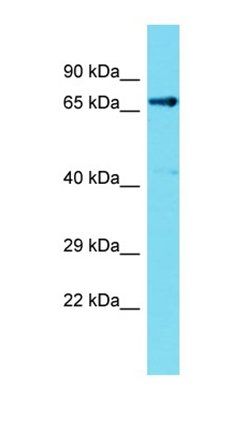 Fem1c antibody