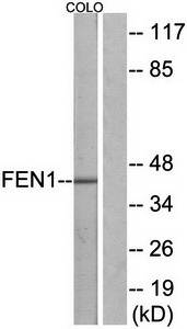 FEN1 Antibody