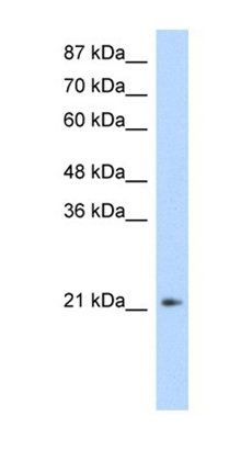 FERD3L antibody
