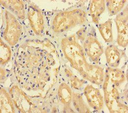 FERD3L Antibody