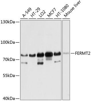 FERMT2 antibody
