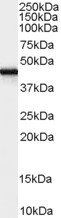 Goat anti-FEZ1 / Zygin 1 Antibody