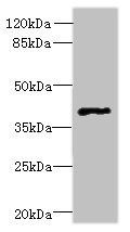 FFAR3 Antibody