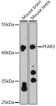 FFAR3 antibody