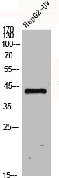 FFAR4 Antibody