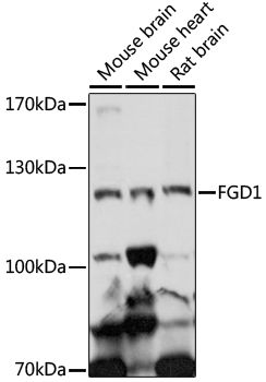 FGD1 antibody