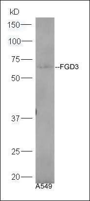 FGD3 antibody