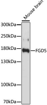 FGD5 antibody