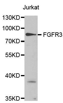 FGF Receptor 3 antibody