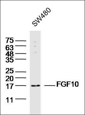 FGF10 antibody