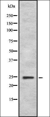 FGF11 antibody