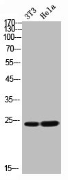 FGF11 antibody