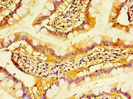 FGF13 Antibody