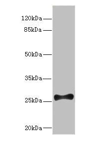 FGF13 antibody