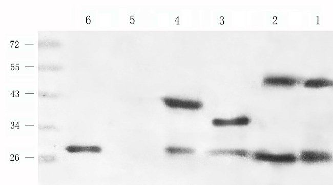 FGF13 antibody