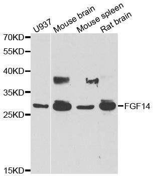 FGF14 antibody