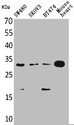 FGF18 antibody