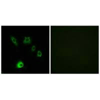 FGF18 Antibody
