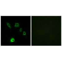 FGF18 antibody