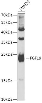 FGF19 antibody