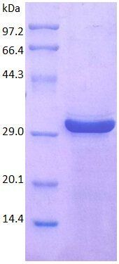 FGF1 protein