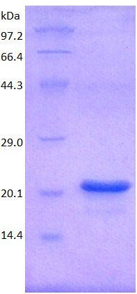 FGF1 protein