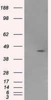 FGF2 Antibody