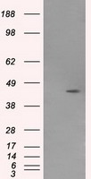 FGF2 antibody