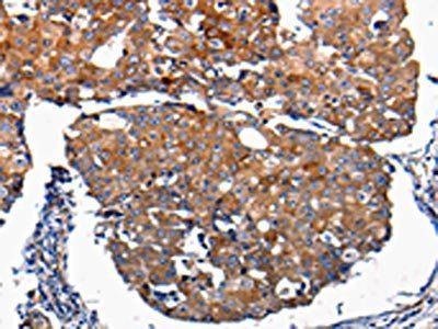 FGF2 Antibody