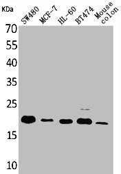 FGF20 antibody